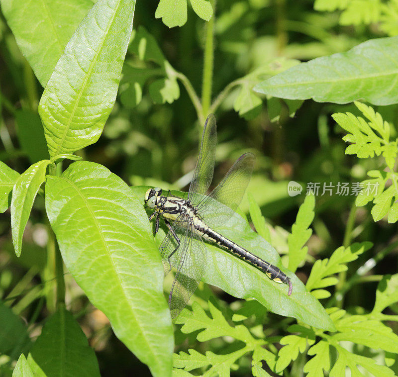 普通梅花尾(Gomphus vulgatissimus)雌性